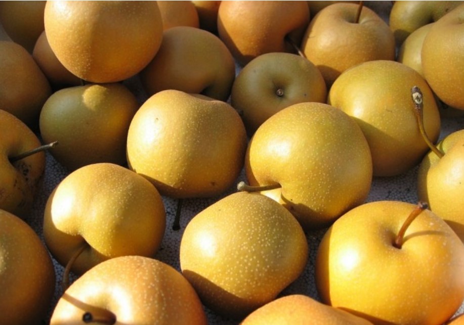 5 Korean Foods You Should Eat in Autumn in Korea 사이공감 42SHARE