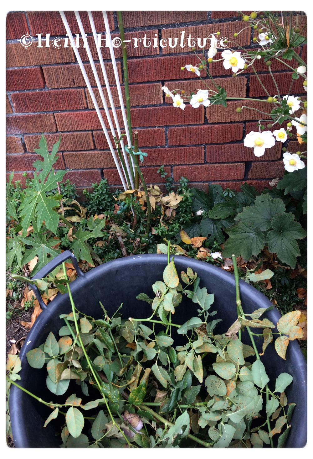 Heidi Horticulture: Rust on Roses - Phragmidium tuberculatum