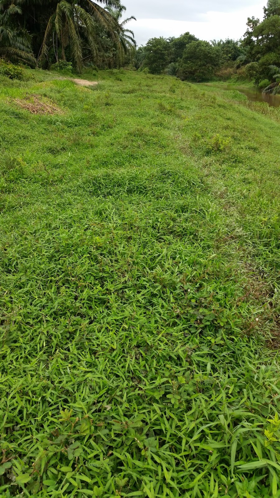 Warisan Petani: Ternakan Lembu 4