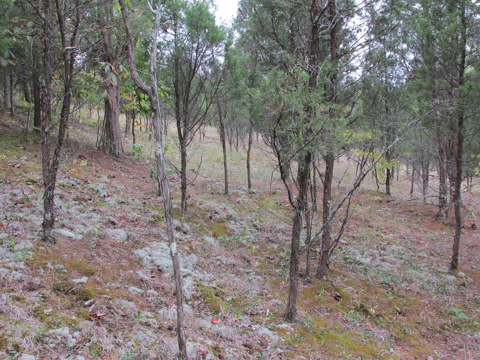 Blue Jay Barrens Steep Hill Clearing Site