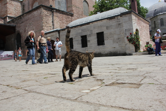 Cat from Istanbul