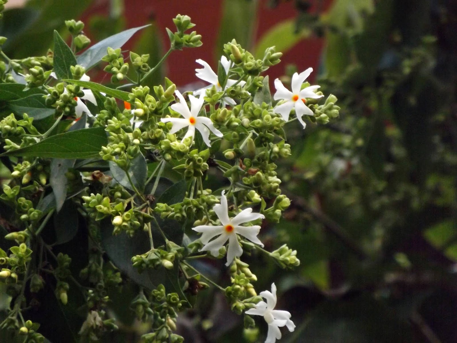 Night Flowering Jasmine In Bengali Long Before American Hipsters