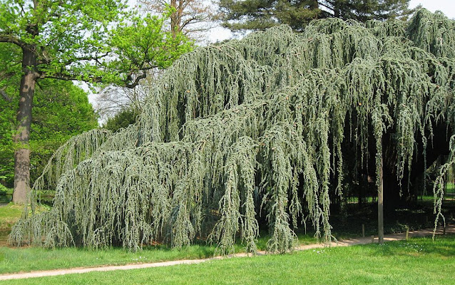 Cedrus atlantica pendula