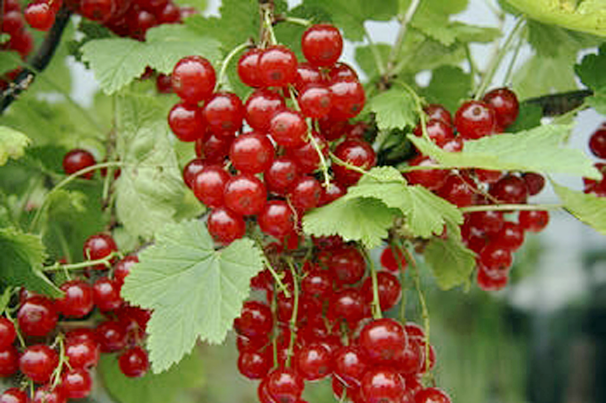 What's Going On... Starting New Red Currant Bushes From Cuttings