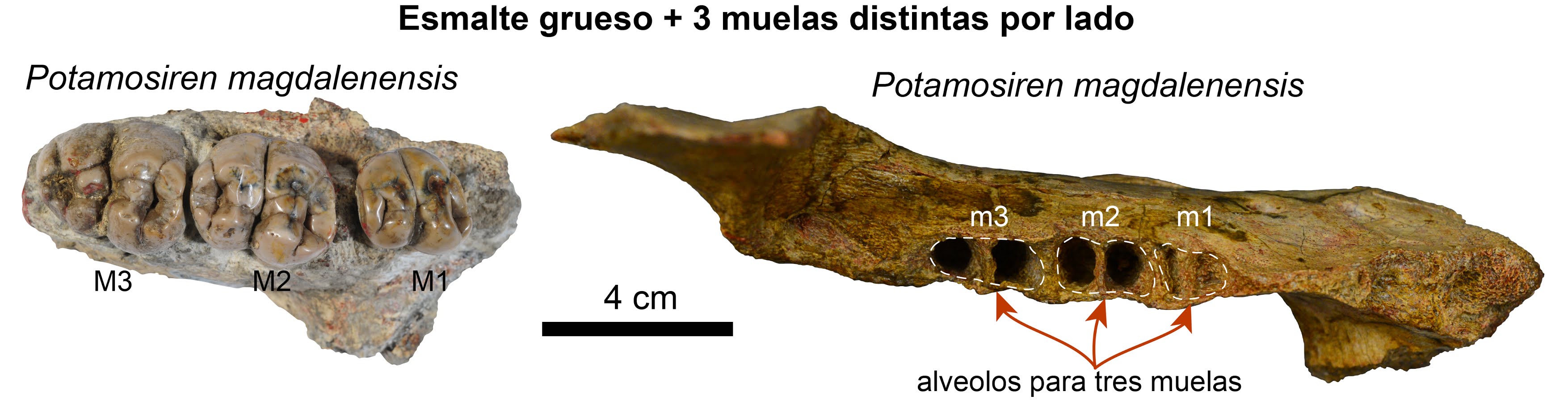 Caribbean Paleobiology 2021