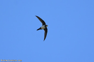 Ballester (Tachymarptis melba)