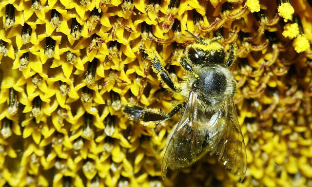 A bee covered in pollen from a sunflower