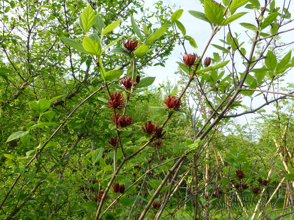 水元公園の生き物アメリカロウバイ Carolina Sweetshrub