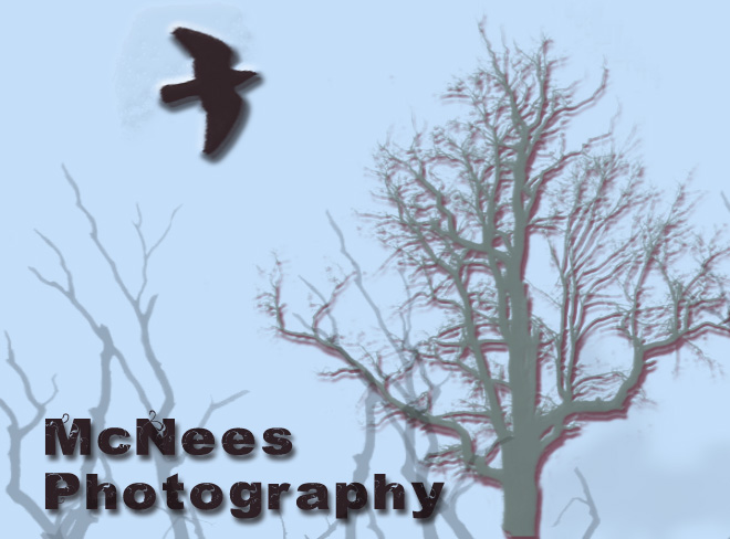 McNees Photography
