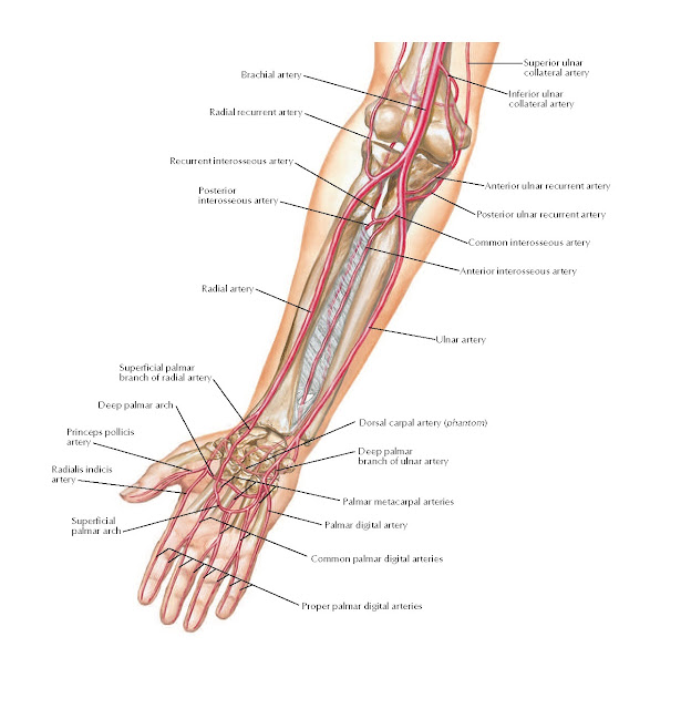 Arteries of Forearm and Hand Anatomy