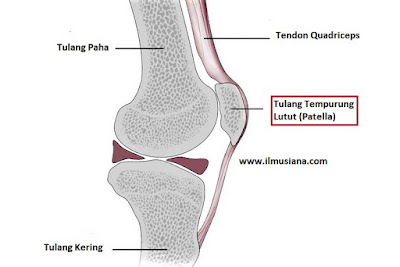 Tulang Tempurung Lutut