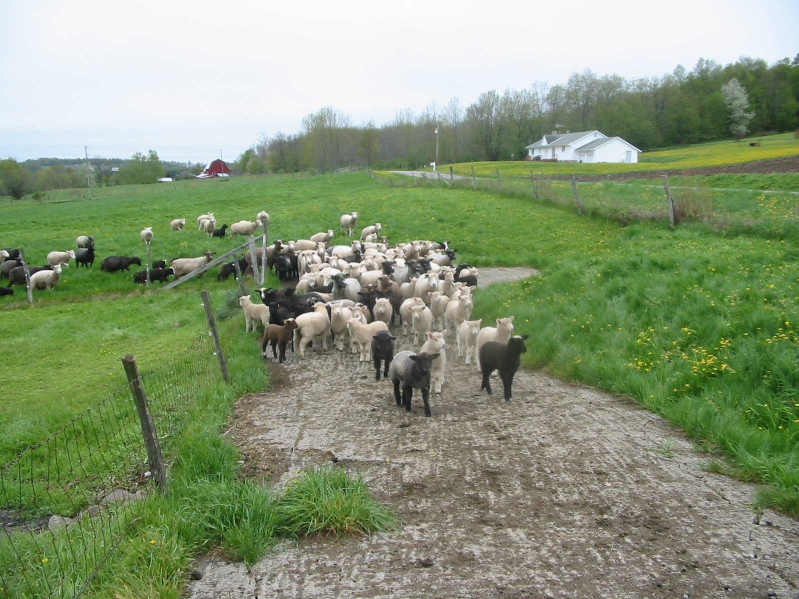 Knee Deep in Sheep: Some Spring Cleaning