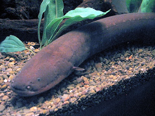 Electric eel  انقليس  الرعاد