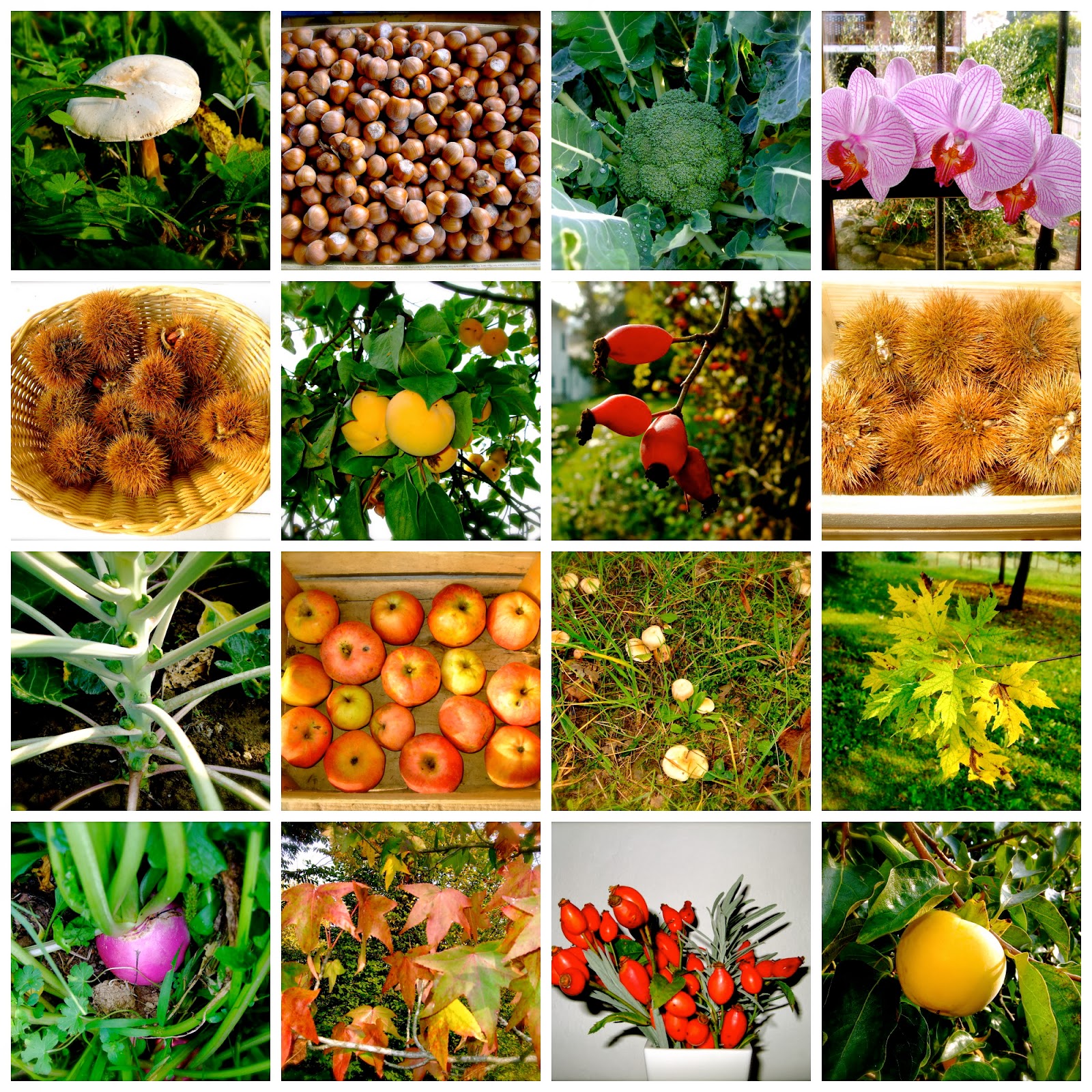 Il blog di Laura ottobre 2013 jpg (1600x1600)