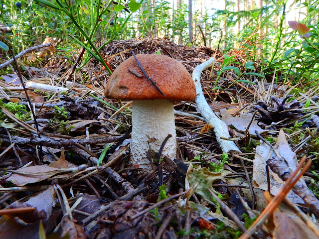 подосиновик