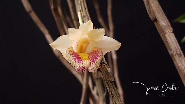 Dendrobium nudum