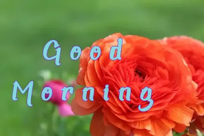 Good Morning pictures with beautiful flowers Good Morning pictures with beautiful flowers