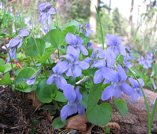 Fiołek leśny (Viola reichenbachiana).