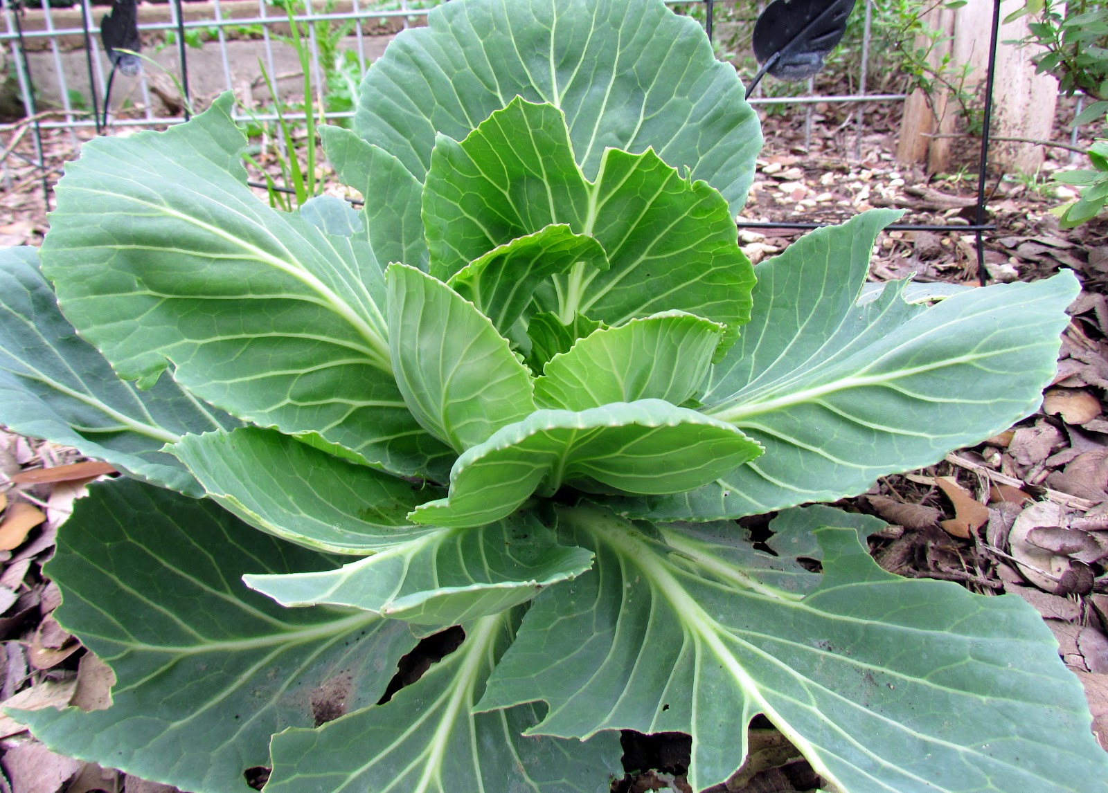 Patchwork Garden Foliage FollowUp...March 2012