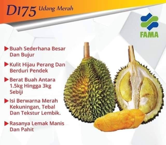 10 Jenis Baka Durian Paling Popular Digilai Ramai Di Malaysia