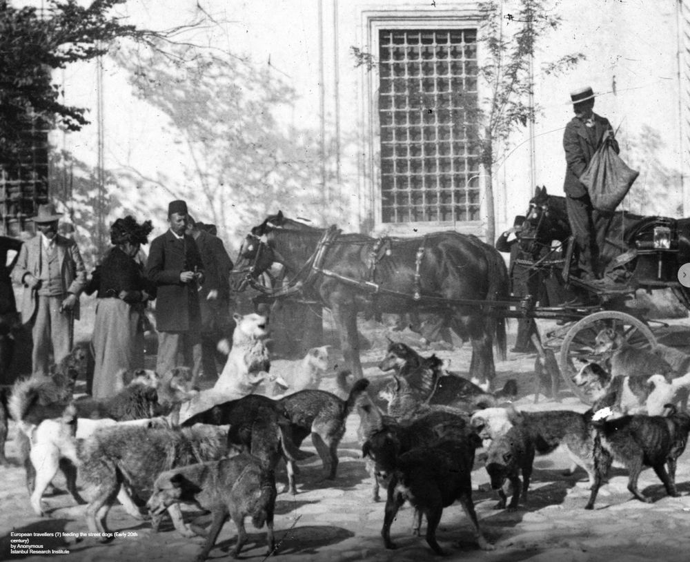 The Hiracizada Dog Massacre