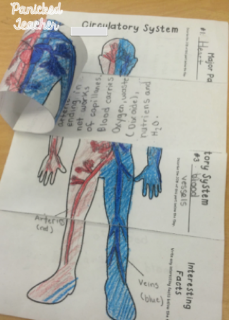 Teaching the Body Systems! | Panicked Teacher's Blog