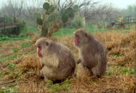 texas snow monkey monkeys arrest ape japanese going macaques abe animals
