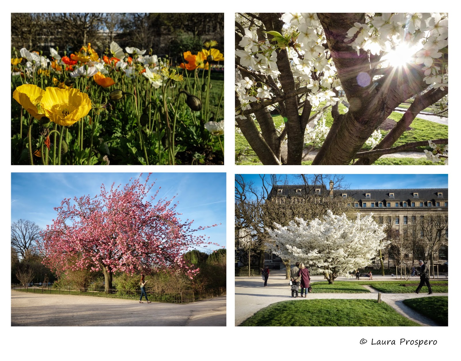 jardin des plantes - paris, avril 2015 © Laura Prospero