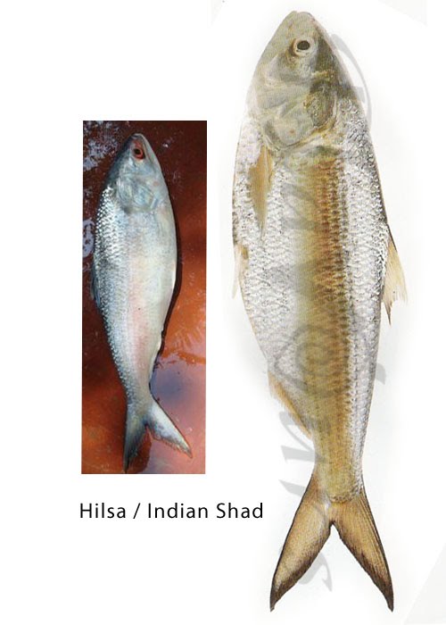 Fishes of Assam Local fish names in Assamese and English Get to