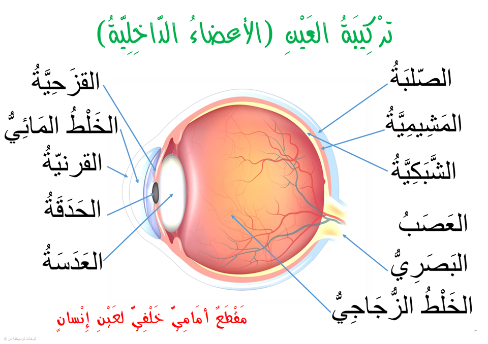 تمارين إيقاظ علمي مع الإصلاح استعدادا للمناظرة - موارد المعلم