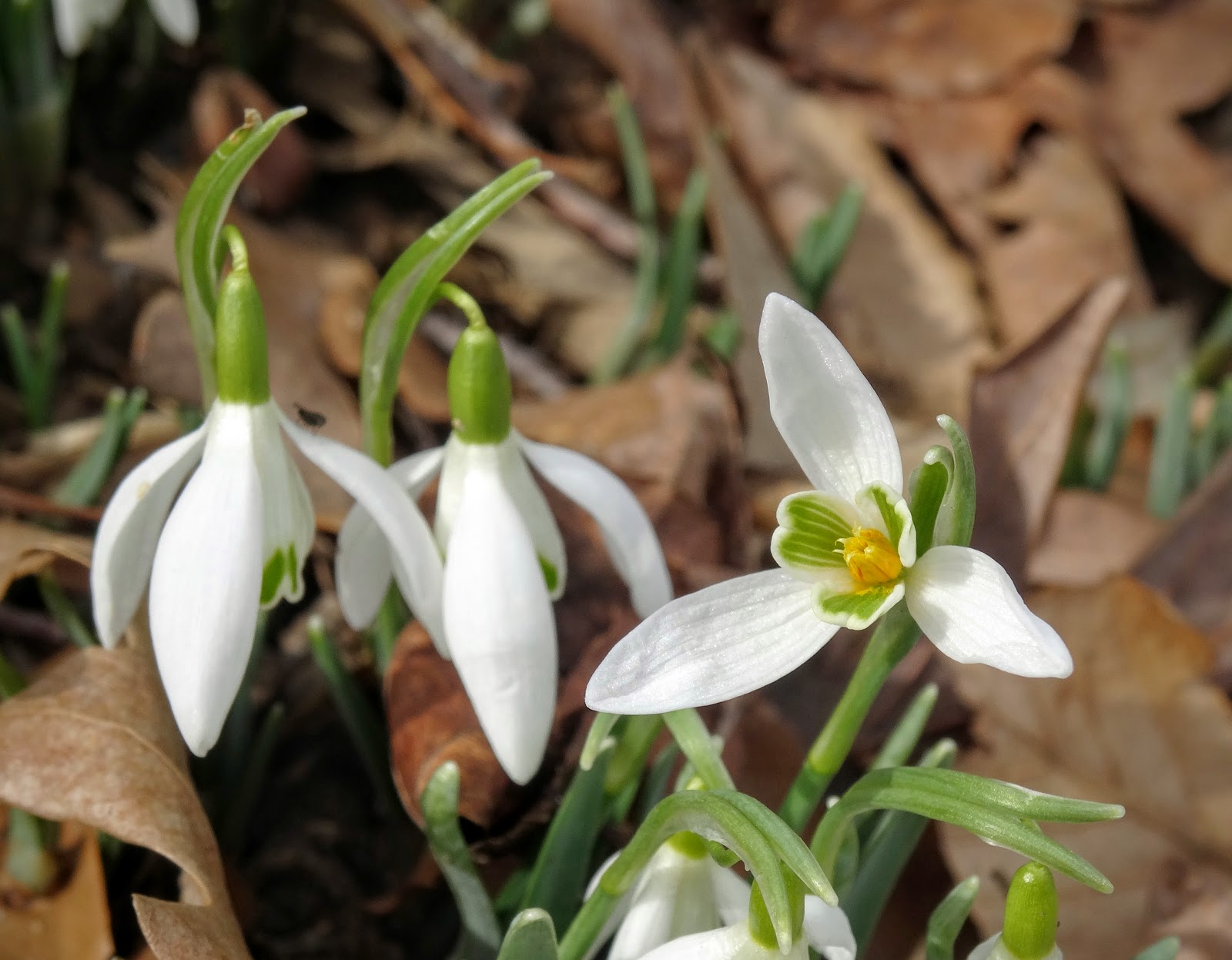 Love, Joy and Peas First Flowers of Spring 2016!