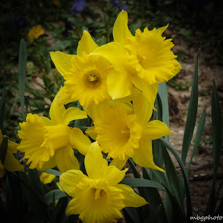 daffodils photo by mbgphoto