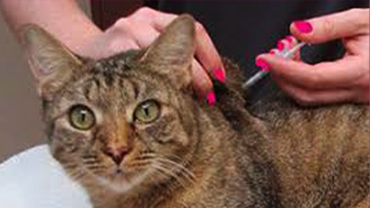 How Caring For Your Diabetic Cat