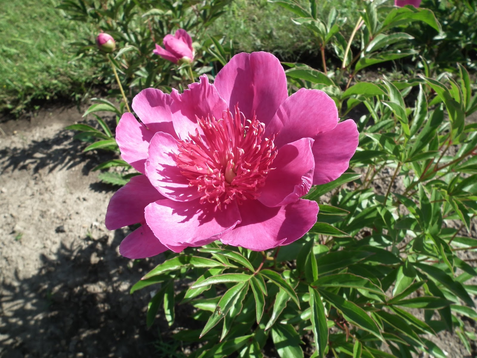 Peonies