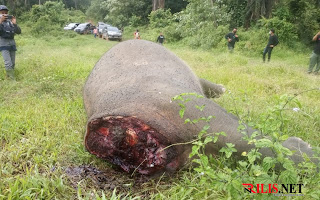 Polres Aceh Timur Ungkap Kasus Pembunuhan Gajah, Lima Pelaku Diamankan Agustus 16, 2021