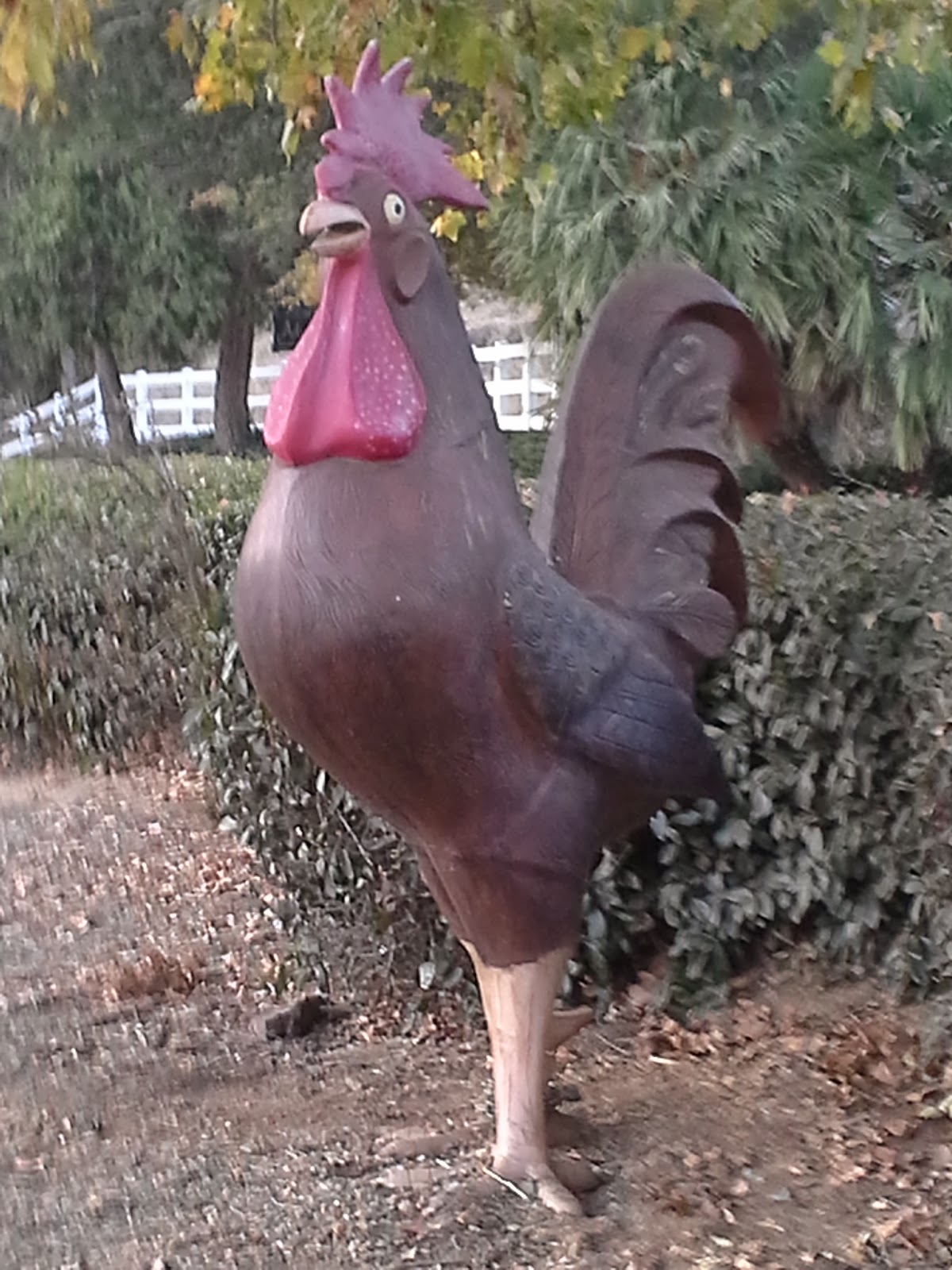 Largest Rooster ever delivered by