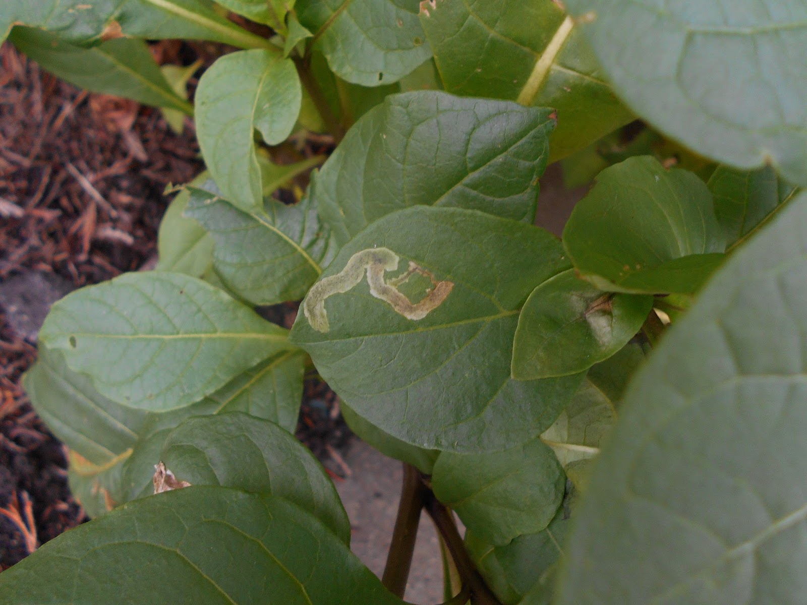 The House S Of Fran Mart