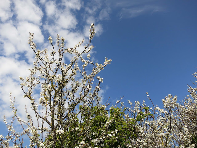 Spikes of white blossom against a blue sky with puffs of white cloud.