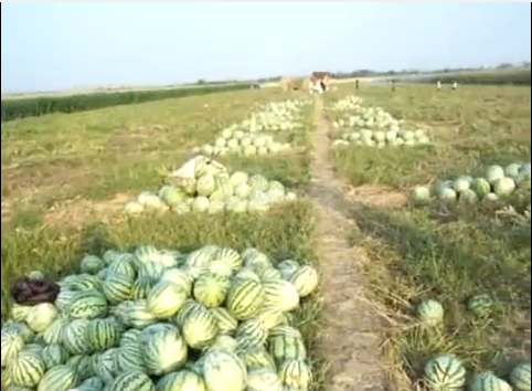 semangka di sawah panen semangka nya banyak banget