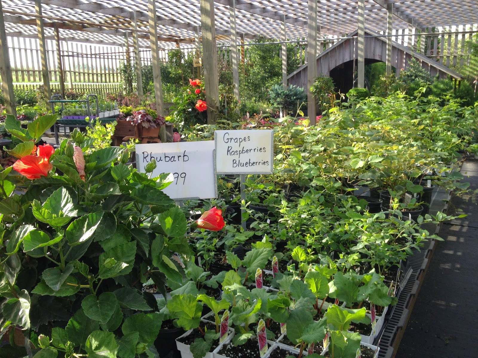 Amish Horses Amish Greenhouse