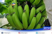 Budidaya Pisang Cavendish Beromzet Puluhan Juta Perbulan