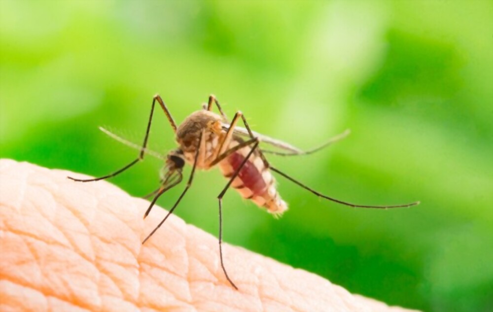 Mosquito: Most beautiful and deadly animal in the world