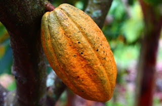 Manfaat Senyawa Flavanol dalam Buah Kakao atau Coklat