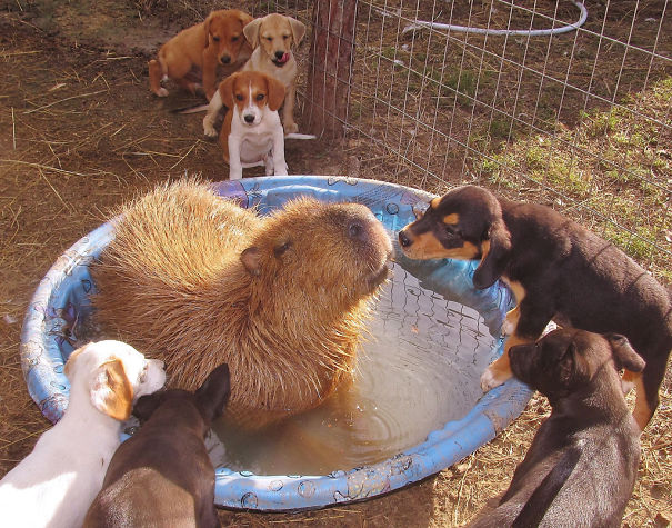 15 fotos que provam que a capivara é o animal mais simpático da