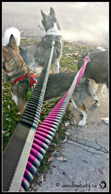Huskies Love Ruffwear Roamer™ Dog Leashes