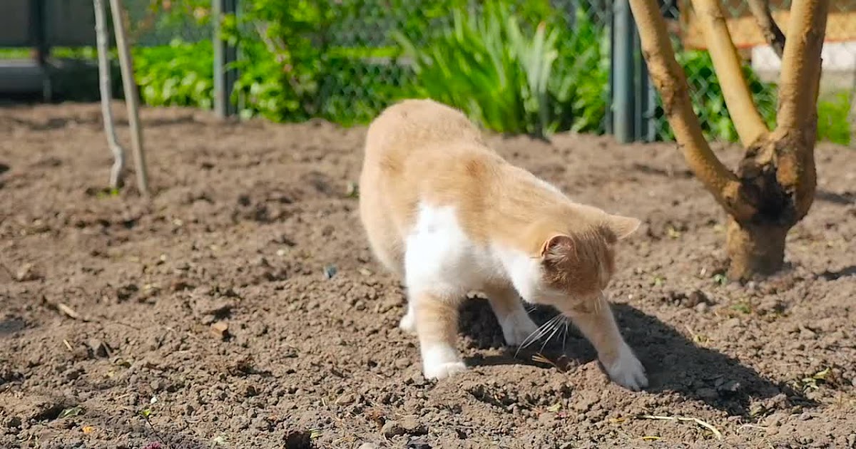 why dogs love cat poop