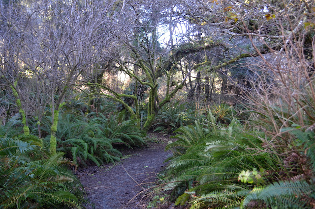 more trail lined with ferns