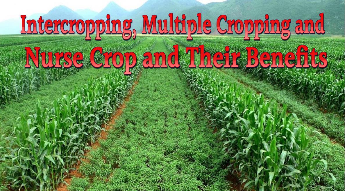 Intercropping, Multiple Cropping and Nurse Crop and Their Benefits