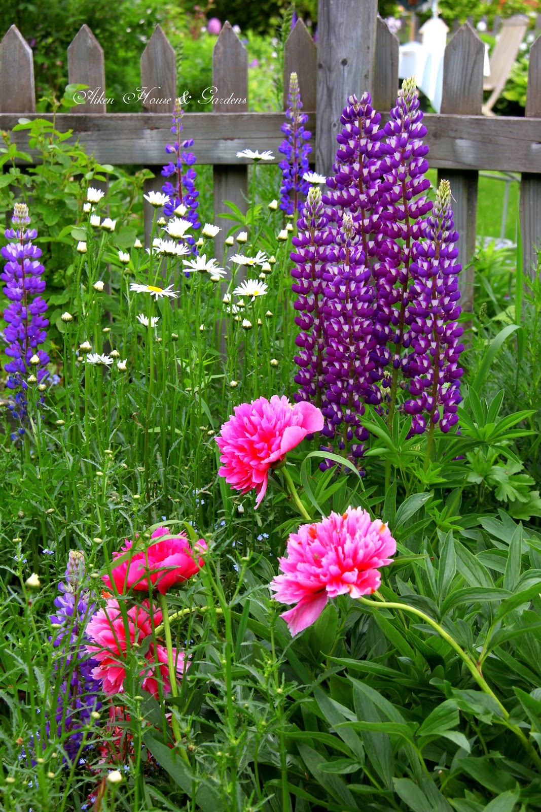 Aiken House & Gardens Early Summer Garden