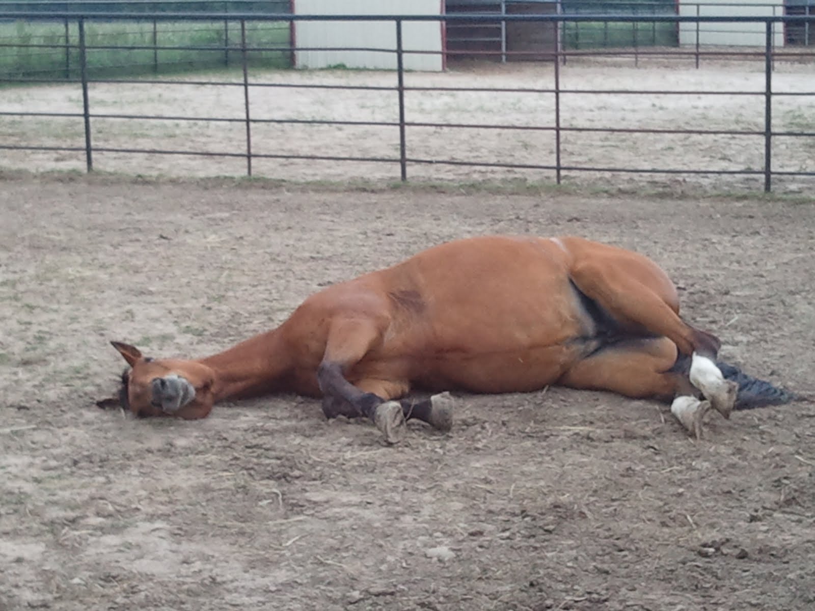 When do you give up on a horse? Hand Gallop